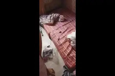 Gadis Cantik Pasrah Goyang Kasur Pacar Hot